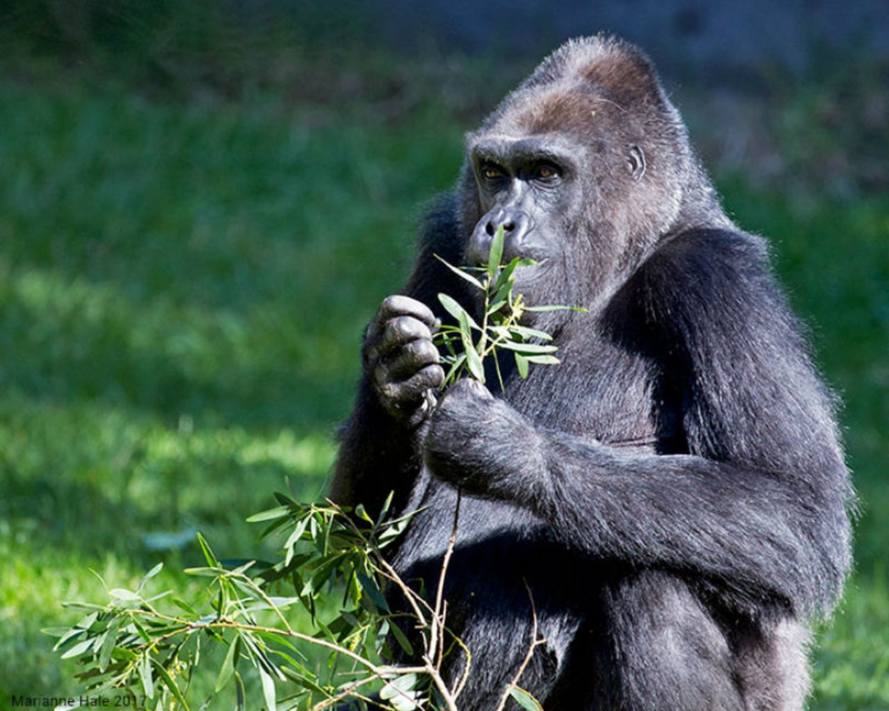 Experience diverse wildlife moments at San Francisco Zoo where you can observe majestic gorillas amid lush surroundings and enjoy fascinating animal encounters against a stunning coastal backdrop.